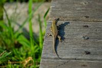 Hagedis op hout
