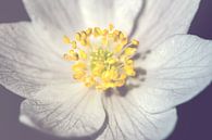 Witte anemoon - dichtbij van Alessia Peviani thumbnail