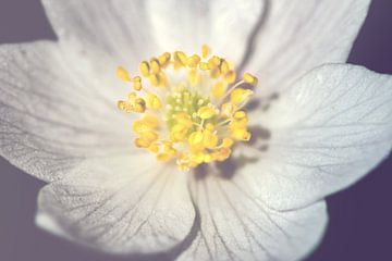 Witte anemoon - dichtbij