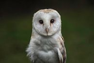 Screech owl by Leon Doorn thumbnail
