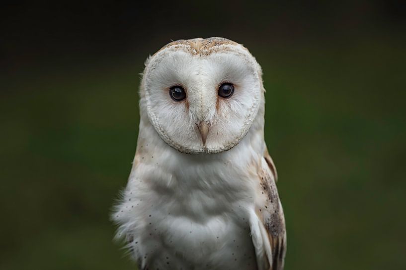 Screech owl by Leon Doorn
