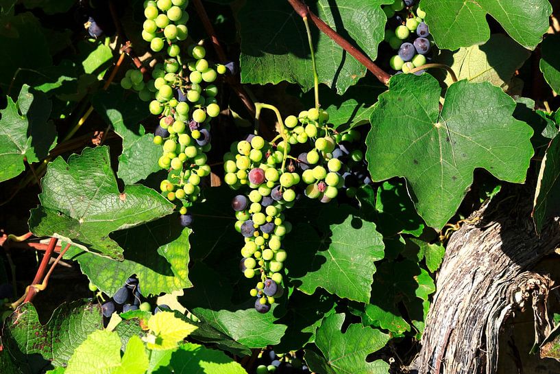 Wine by Thomas Jäger