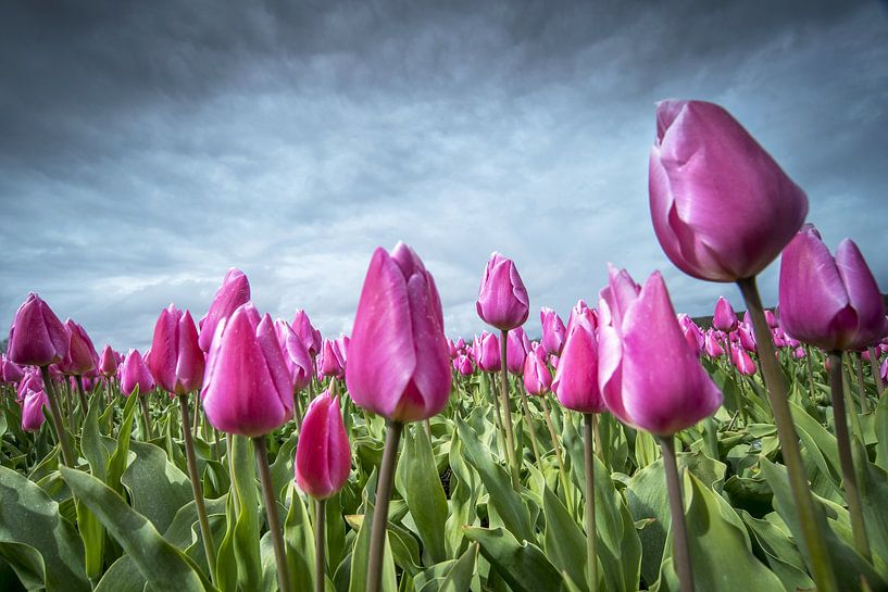 Tulpenveld von Gonnie van de Schans