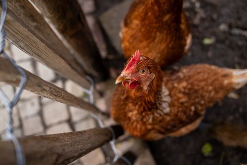 Wunderschönes Huhn