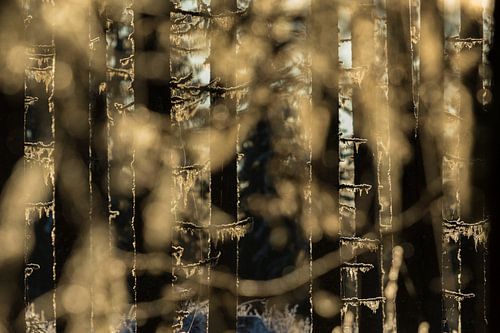 Magisch ochtendlicht valt door de bomen heen en schijnt op het baardmos