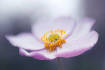 japanese anemone by Anita Kram