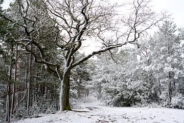 Na een sneeuwstorm. van Sergej Schmidt