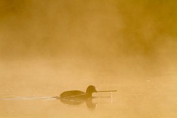 Coot with branch in morning fog by Menno van Duijn
