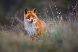 Red fox sur Pim Leijen