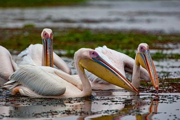 Pelikanen van Peter Michel