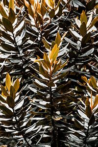 Feuilles en ombre et lumière Contraste botanique