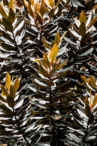 Bladeren in Licht en Schaduw Botanisch Contrast