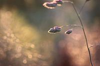 Reed grass