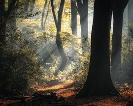 Herbst von Jeroen Linnenkamp