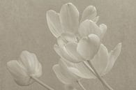 Tulpen in Sepia van Renee Klein thumbnail