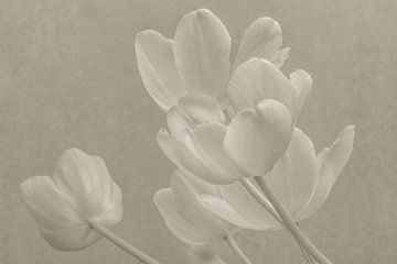 Tulpen in Sepia van Renee Klein