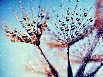 Pusteblume - Zauber nach dem Regenschauer von Julia Delgado