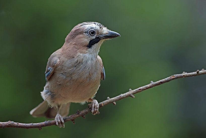 Jay. by Dirk Claes