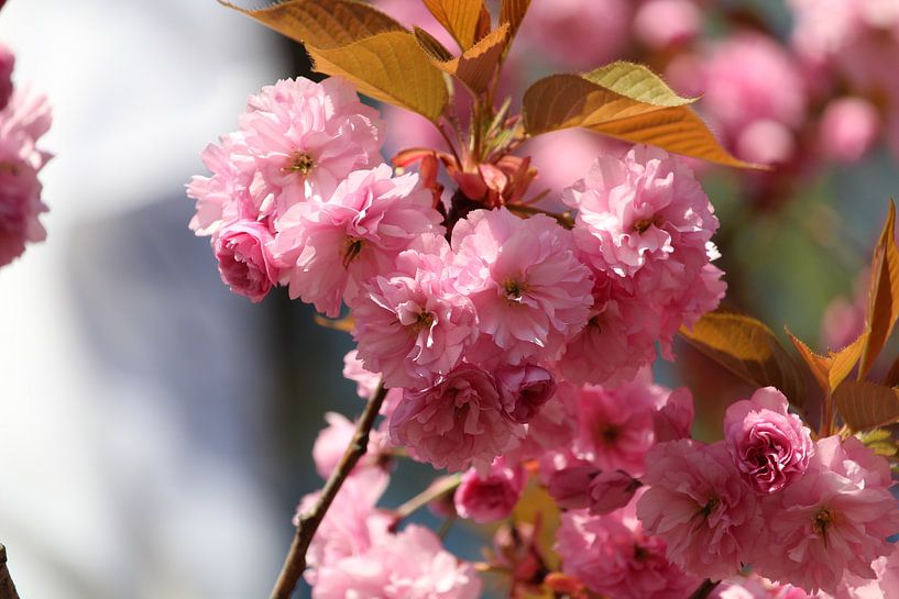 Rosa Frühlingsblüte. von Dirkje Terwijn