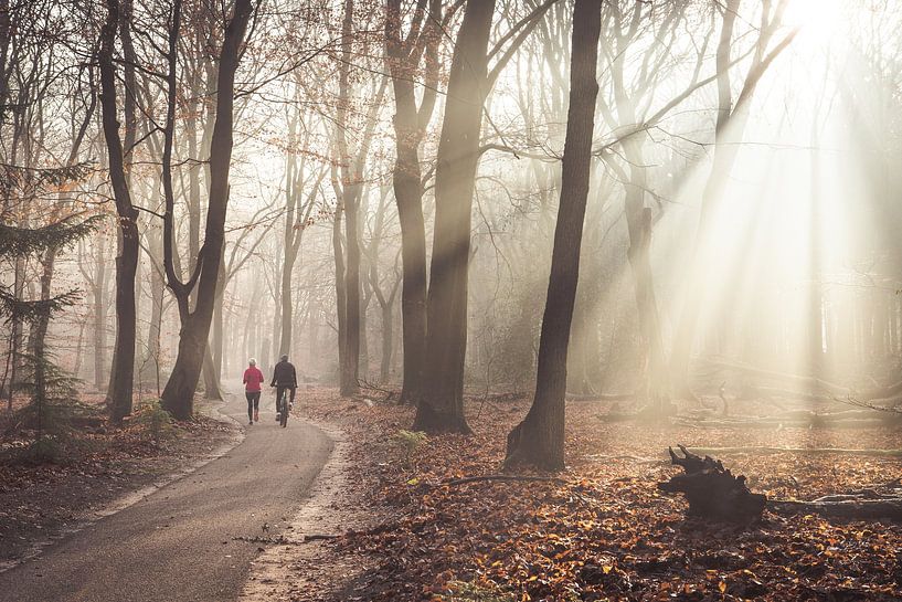 Morning walk Speulder forest, Three by Peter Haastrecht, van