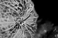 Lampionplant