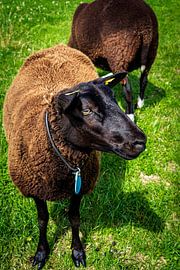 Handsome Brown Sheep 2 von Urban Photo Lab