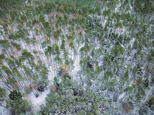 Verschneiter Kiefernwald im Frühling von oben gesehen