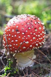 Round mushroom red white dots by Mariska de Jonge