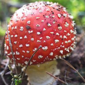 Round mushroom red white dots by Mariska de Jonge