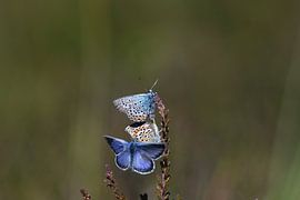 3 butterflies by A. Bles