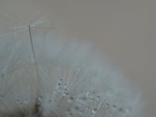 Dandelion Smooth