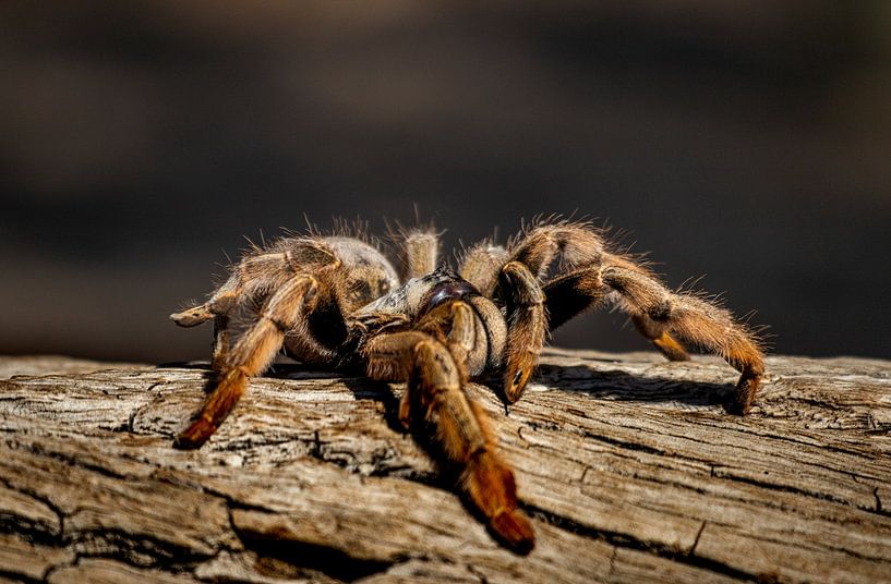 baboon spider by Idphotography