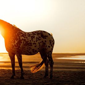 Appaloosa paard op strand tijdens zonsondergang van Shirley van Lieshout