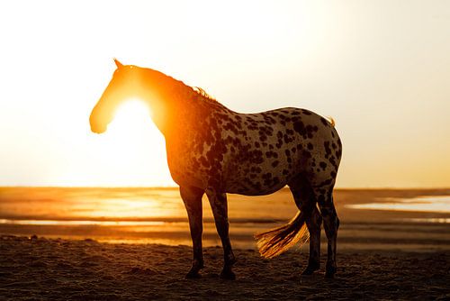 Cheval Appaloosa sur la plage pendant le coucher du soleil