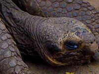 Het oog van de schildpad