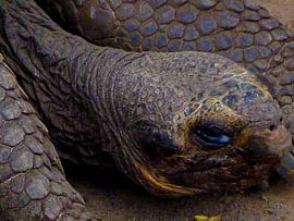 Het oog van de schildpad von Marieke Evertsen