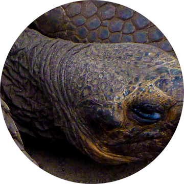 Het oog van de schildpad van Marieke Evertsen