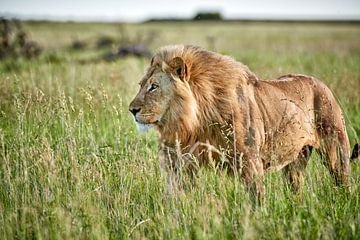 Mannelijke leeuw patrouilleert door het gebied