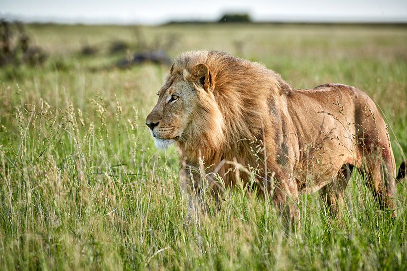 Lion masculin patrouillant dans la région par Jürgen Ritterbach