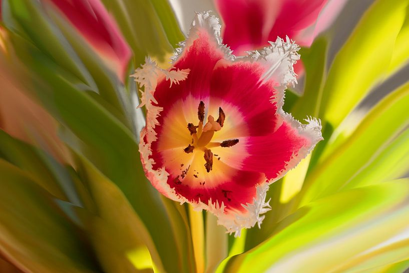 Tulipe et peinture au doigt par Hans Heemsbergen