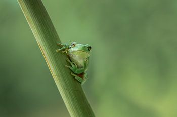 Laubfrosch in Grüntönen