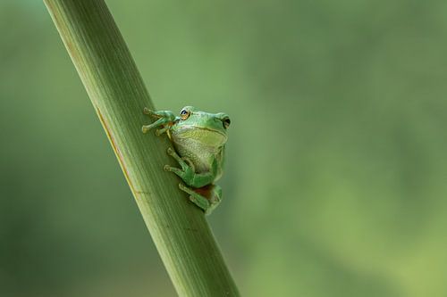 Rainette dans des tons verts