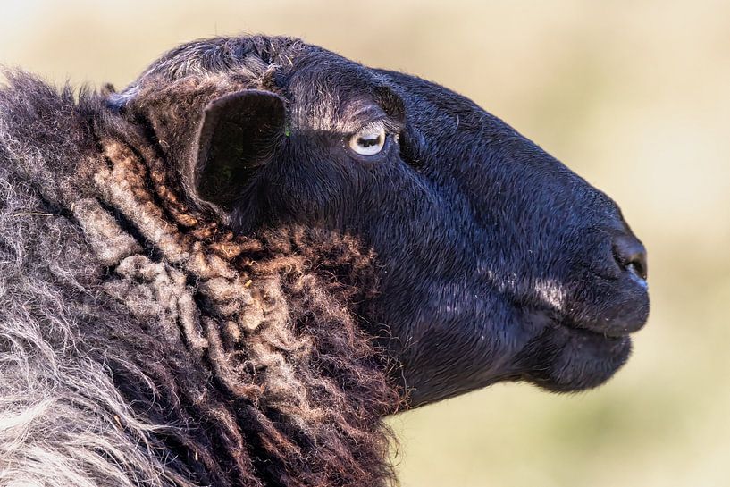 Schaap van Marieke Deinum