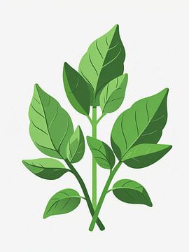 Grappe de feuilles de basilic sur Giandra Safaraz