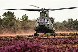 Chinook dans la bruyère violette