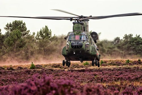 Chinook dans la bruyère violette