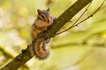  Siberische grondeekhoorn zit op een tak van de boom 
