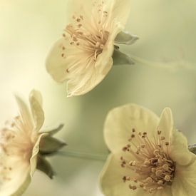 A dreamy atmosphere. by Alie Ekkelenkamp