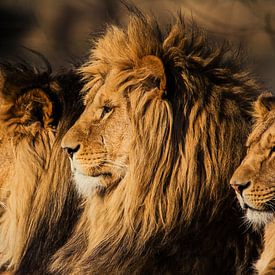 Le Roi Lion sur Ron van Zoomeren