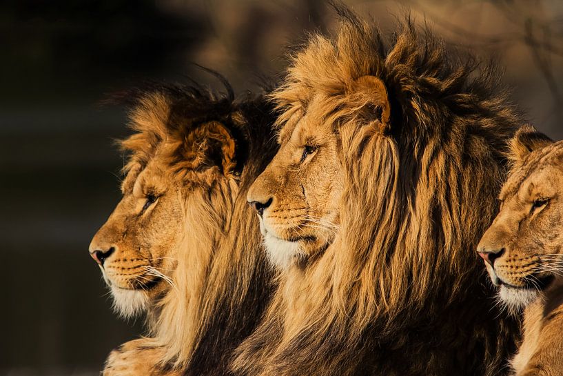 Der König der Löwen von Ron van Zoomeren